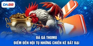 Đá Gà Thomo - Điểm Đến Hội Tụ Những Chiến Kê Bất Bại